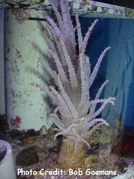  Studeriotes longiramosa (Christmas Tree Coral, Medusa Coral, Snake Locks Coral, Pine Tree Coral)