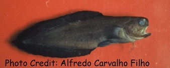  Stygnobrotula latebricola (Black Widow)