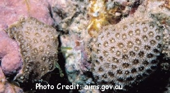  Stylaraea punctata (Finger Coral)