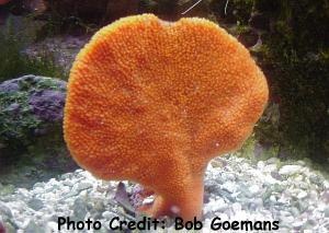  Stylissa flabelliformis (Orange Paddle Sponge, Orange Fan Sponge)
