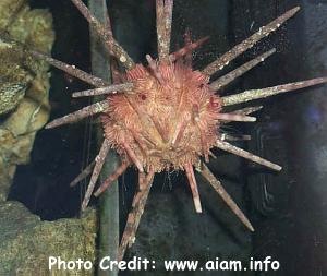  Stylocidaris affinis (Red Urchin)