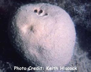  Suberites carnosus (Ball Sponge, Lollipop Sponge)