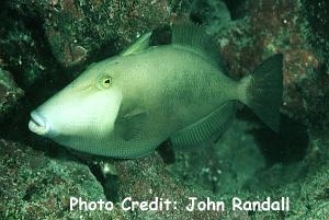  Sufflamen fraenatum (Masked Triggerfish, Bridled Triggerfish, Brown Triggerfish, Starry Triggerfish)