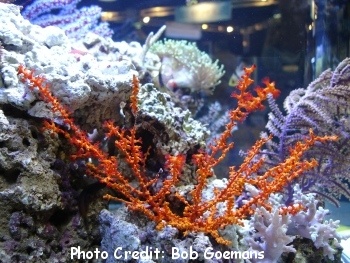  Swiftia exserta (Red Gorgonian)