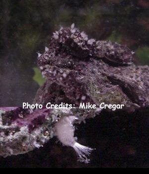  Sycon ciliatum (White Hairy Sponge)