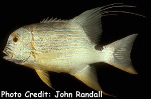  Symphorichthys spilurus (Threadfin Snapper, Bluelined Sea Bream, Sailfin Snapper)