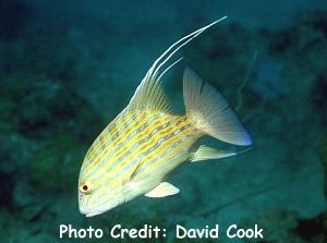 Symphorus nematophorus (Chinaman Fish)