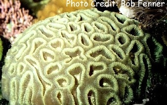  Symphyllia agaricia (Closed Brain Coral, Dented Brain Coral, Maze Coral)