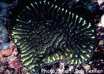  Symphyllia radians (Brain Coral)
