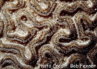  Symphyllia recta (Wrinkle Coral)