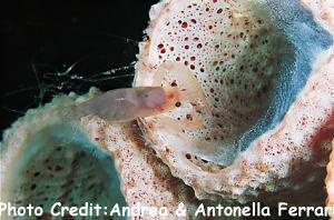 Synalpheus carinatus Photo Credit:Andrea & Antonella Ferrari