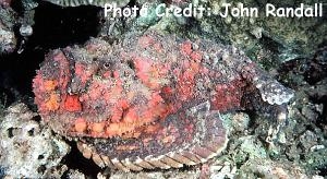  Synanceia verrucosa (Reef Stonefish, Common Stonefish)