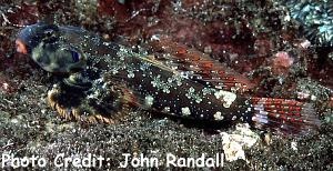  Synchiropus ocellatus (Ocellated Dragonet, Scooter Blenny)