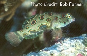  Synchiropus picturatus (Spotted Mandarinfish)