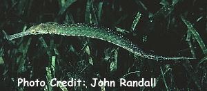  Syngnathoides biaculeatus (Alligator Pipefish, Double-ended Pipefish)