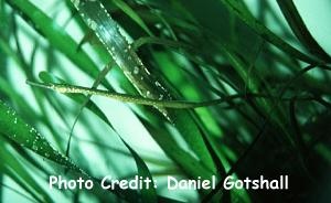  Syngnathus leptorhynchus (Bay Pipefish)