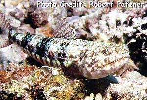  Synodus binotatus (Two-spot Lizardfish)