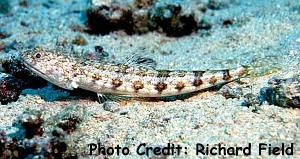  Synodus dermatogenys (Sand Lizardfish, Clearfin Lizardfish)