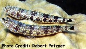  Synodus jaculum (Blackblotch Lizardfish, Tailblotch Lizardfish, Lighthouse Lizardfish)