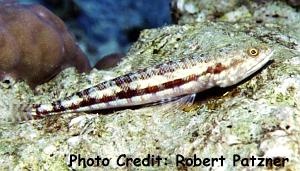  Synodus variegatus (Variegated Lizardfish, Reef Lizardfish)