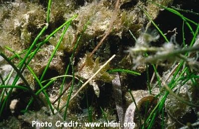  Syringodium filiforme (Manatee Grass)