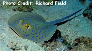  Taeniura lymma (Ribbontailed Stingray, Bluespotted Stingray)