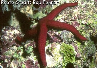  Tamaria stria (Red Star, Purple Sea Star)
