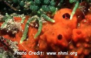  Tedania ignis (Fire Ball Sponge)