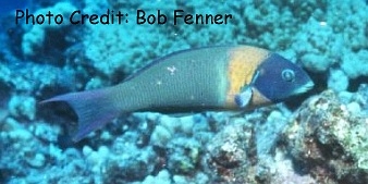  Thalassoma duperrey (Saddle Wrasse)