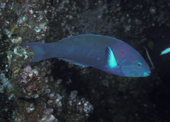  Thalassoma grammaticum (Sunset Wrasse)