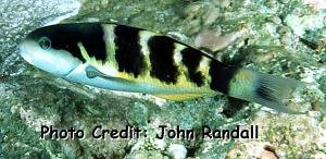  Thalassoma jansenii (Jansen’s Wrasse)