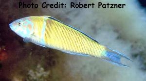  Thalassoma pavo (Ornate Wrasse)