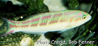  Thalassoma quinquevittatum (Fivestripe Wrasse)