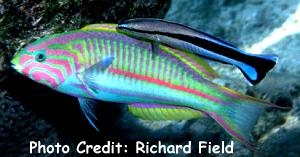  Thalassoma rueppellii (Klunzinger’s Wrasse)