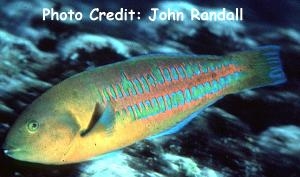  Thalassoma trilobatum (Christmas Wrasse)