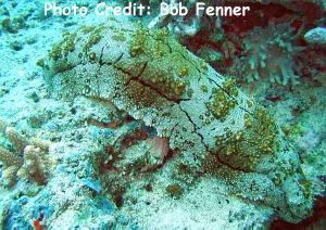  Thelenota anax (Giant Sea Cucumber, Amberfish)