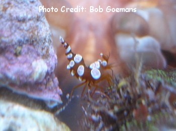  Thor amboinensis (Anemone Shrimp, Sexy Shrimp, Squat Shrimp, Dancing Shrimp)