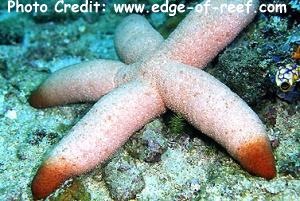  Thromidia catalai (Brown Tipped Sea Star, Heavy Starfish, Fat Sea Star)