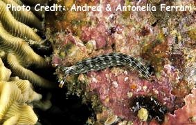  Thuridilla gracilis (Sea Slug)