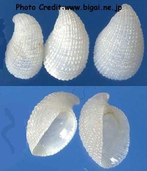  Thyca crystallina (Blue Linckia Snail)