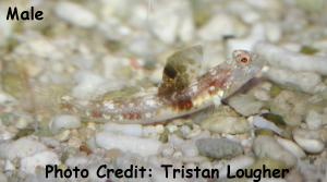  Tomiyamichthys alleni (Allen’s Shrimp Goby)