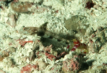  Tomiyamichthys latruncularius (Fan Shrimp Goby)
