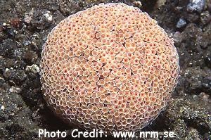 Toxopneustes pileolus (Flower Urchin)
