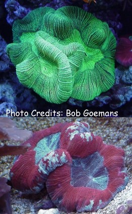  Trachyphyllia geoffroyi (Open Brain Coral, Folded Brain Coral)