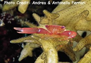  Trapezia guttata (Spot-legged Coral Crab)