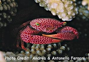  Trapezia rufopunctata (Red-spotted Coral Crab)
