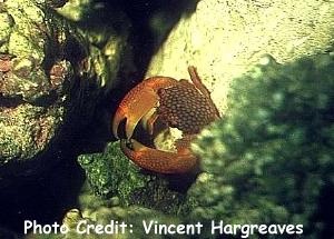  Trapezia tigina (Red Spotted Guard Crab)