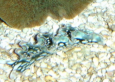  Elysia crispata (Florida Sea Slug, Lettuce Slug)