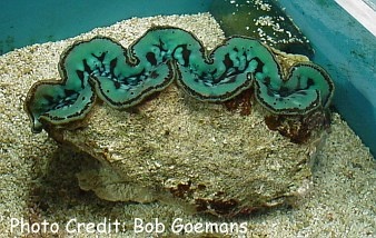  Tridacna crocea (Boring Clam, Crocea Clam)