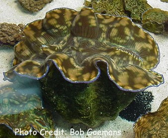  Tridacna derasa (Derasa Clam, Smooth Clam)